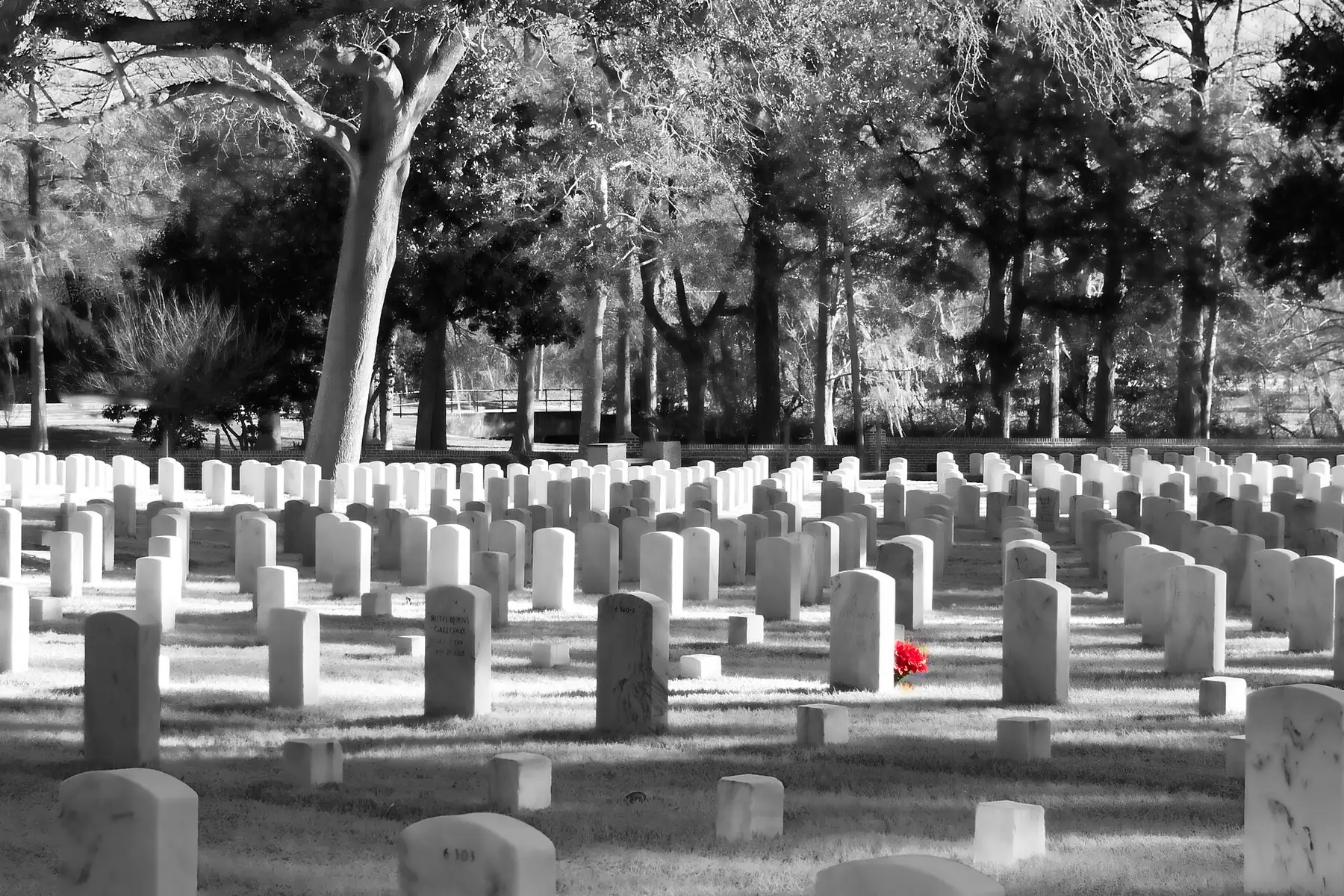 Rows of headstones at Wilmington National Cemetery on Market Street, with a single red flower.