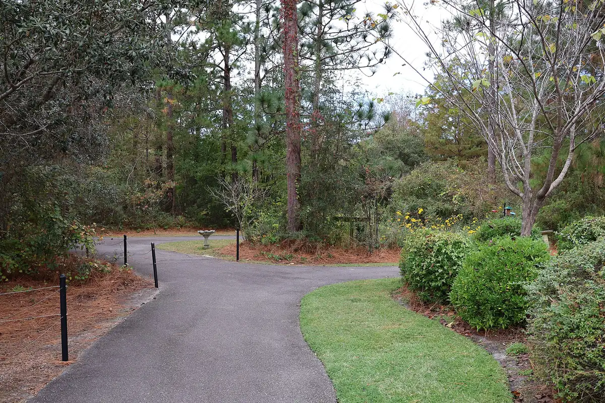A paved path through the longleaf pines at Halyburton Park in Wilmington, home of the city's summer nature camps.